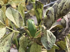 Hyla japonica