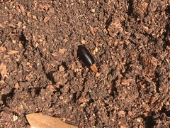 Parcoblatta bolliana