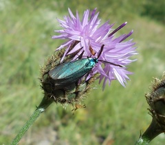 Jordanita globulariae