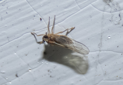 Muellerianella laminalis