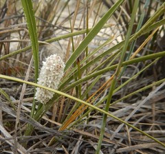 Lomandra leucocephala
