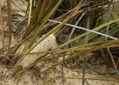 Lomandra leucocephala