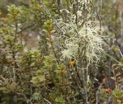 Usnea inermis