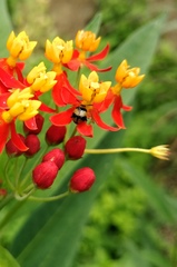 Nonarthra variabilis