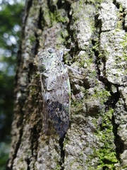 Platypleura kaempferi