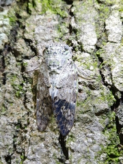 Platypleura kaempferi