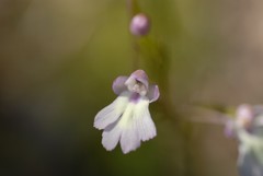 Cynorkis fastigiata