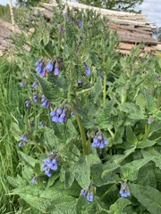 Symphytum × uplandicum