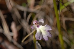 Cynorkis fastigiata image