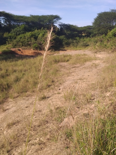 Aristida kenyensis image