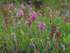 Erica spiculifolia