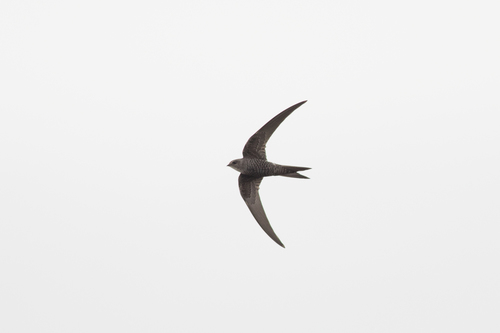 Martinet de Sibérie (Apus pacificus)
