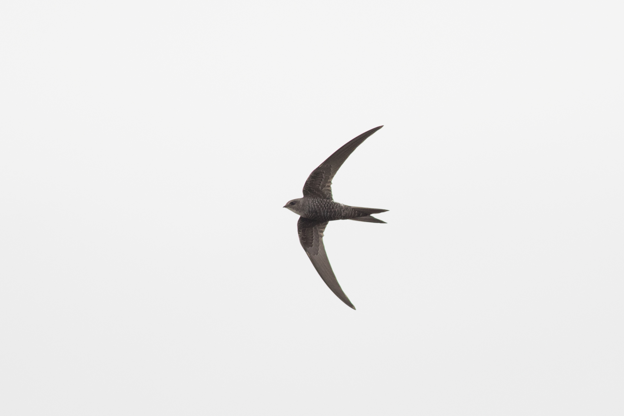 Pacific Swift (Apus pacificus)
