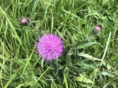 Carduus defloratus