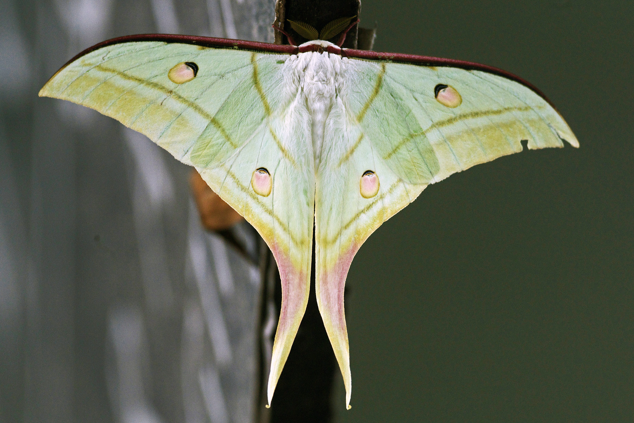 Moon Moths Genus Actias iNaturalist