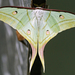 Moon Moths - Photo (c) Vijay Anand Ismavel, some rights reserved (CC BY-NC-SA)
