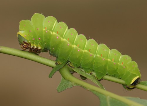 North American Luna Moth, photo 2 of 9