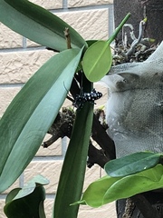 Anoplophora macularia