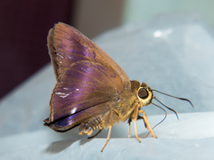 Hasora leucospila
