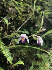 Bletilla formosana