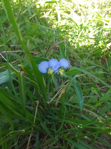 Commelina petersii image