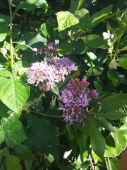 Vernonia brachycalyx