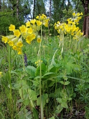 Primula veris