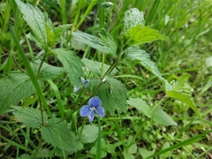 Veronica chamaedrys