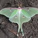 North American Luna Moth - Photo (c) Patrick Randall, some rights reserved (CC BY-NC-SA)