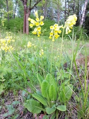 Primula veris