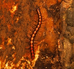 Helicorthomorpha