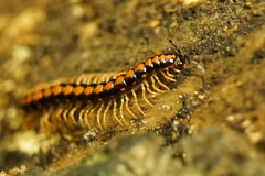 Helicorthomorpha