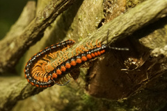 Helicorthomorpha