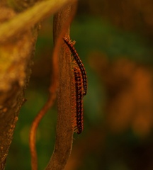 Helicorthomorpha