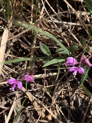 Polygala serpyllifolia
