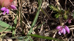 Polygala serpyllifolia