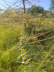 Vachellia seyal