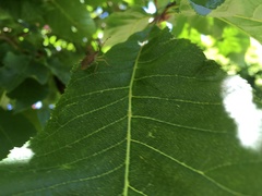 Gonocerus acuteangulatus