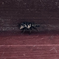 Otiorhynchus lepidopterus