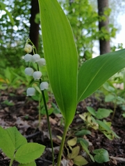 Convallaria majalis