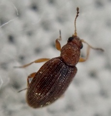 Corticarina similata