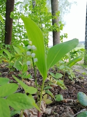 Convallaria majalis