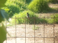 Phoenicurus ochruros