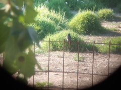 Phoenicurus ochruros