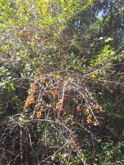 Ximenia