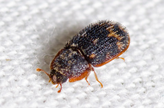 Eucicones marginalis