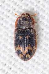 Eucicones marginalis