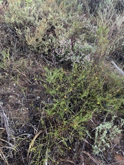 Osteospermum ciliatum