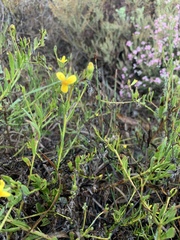 Osteospermum ciliatum