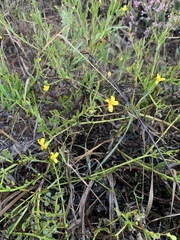 Osteospermum ciliatum